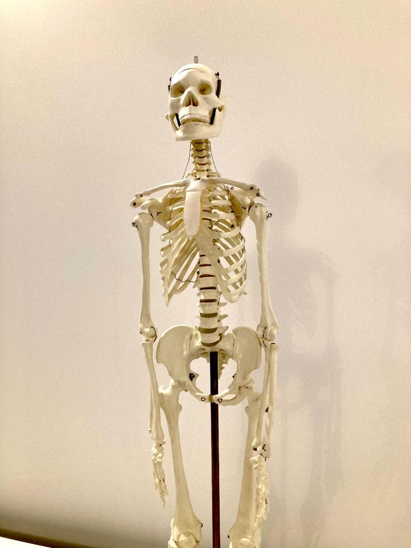 ドイツ rudiger anatomie リュディガー アナトミー社製 骨格模型