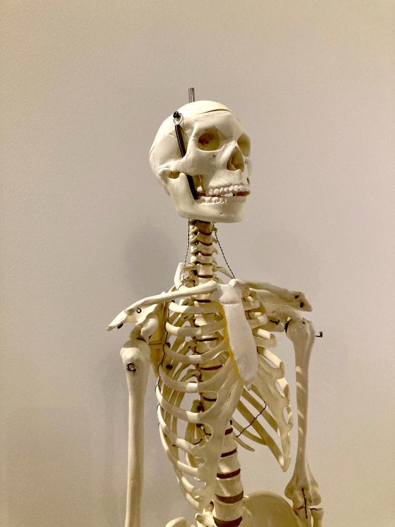 ドイツ rudiger anatomie リュディガー アナトミー社製 骨格模型