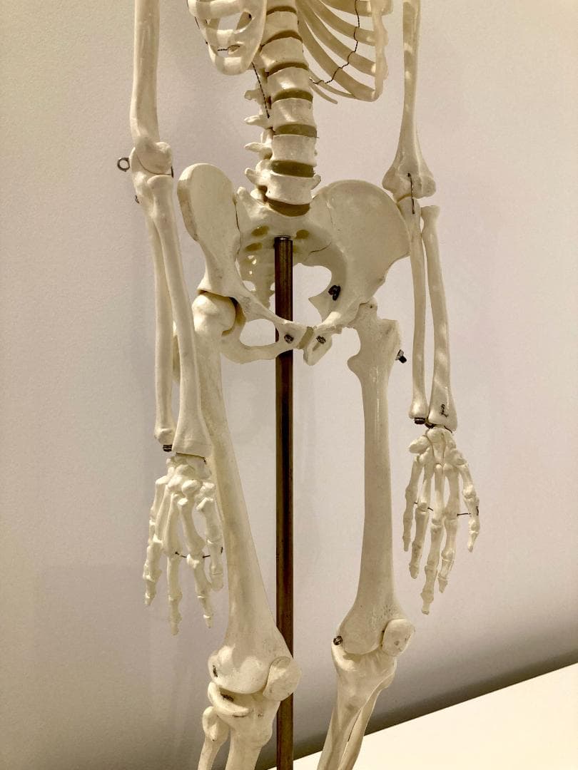 ドイツ rudiger anatomie リュディガー アナトミー社製 骨格模型