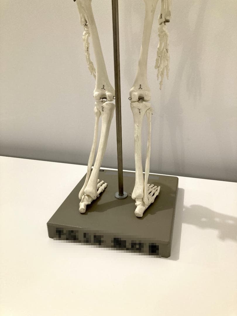 ドイツ rudiger anatomie リュディガー アナトミー社製 骨格模型