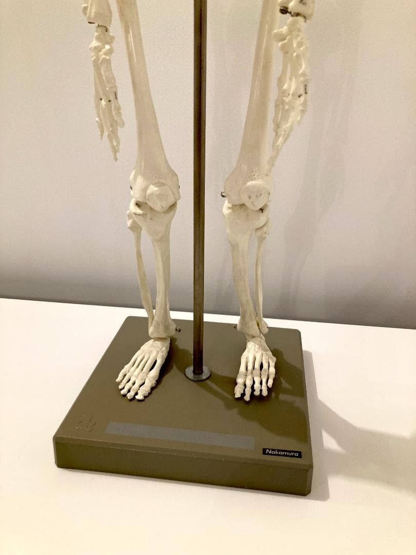 ドイツ rudiger anatomie リュディガー アナトミー社製 骨格模型