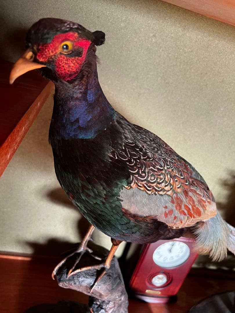 骨董品 キジの剥製 置物