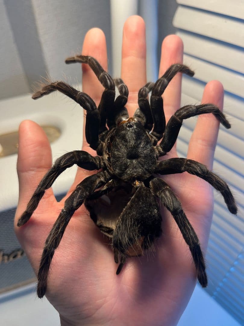 【標本】ボリビアンスティリーブルータランチュラ ムカデサソリ奇蟲 パンフォ