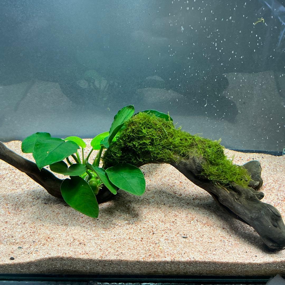 is.ikeda.0001様 リクエスト 2点 まとめ商品