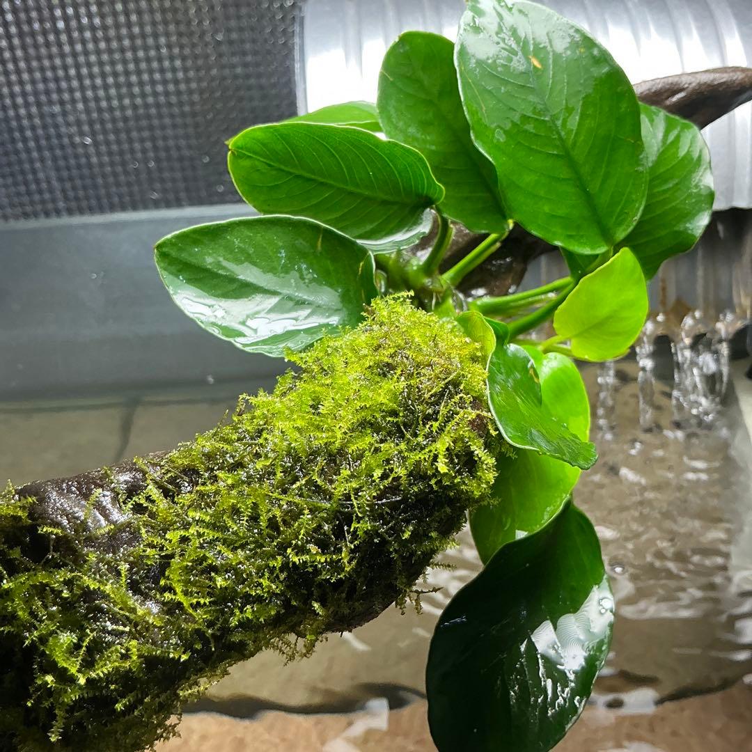 is.ikeda.0001様 リクエスト 2点 まとめ商品