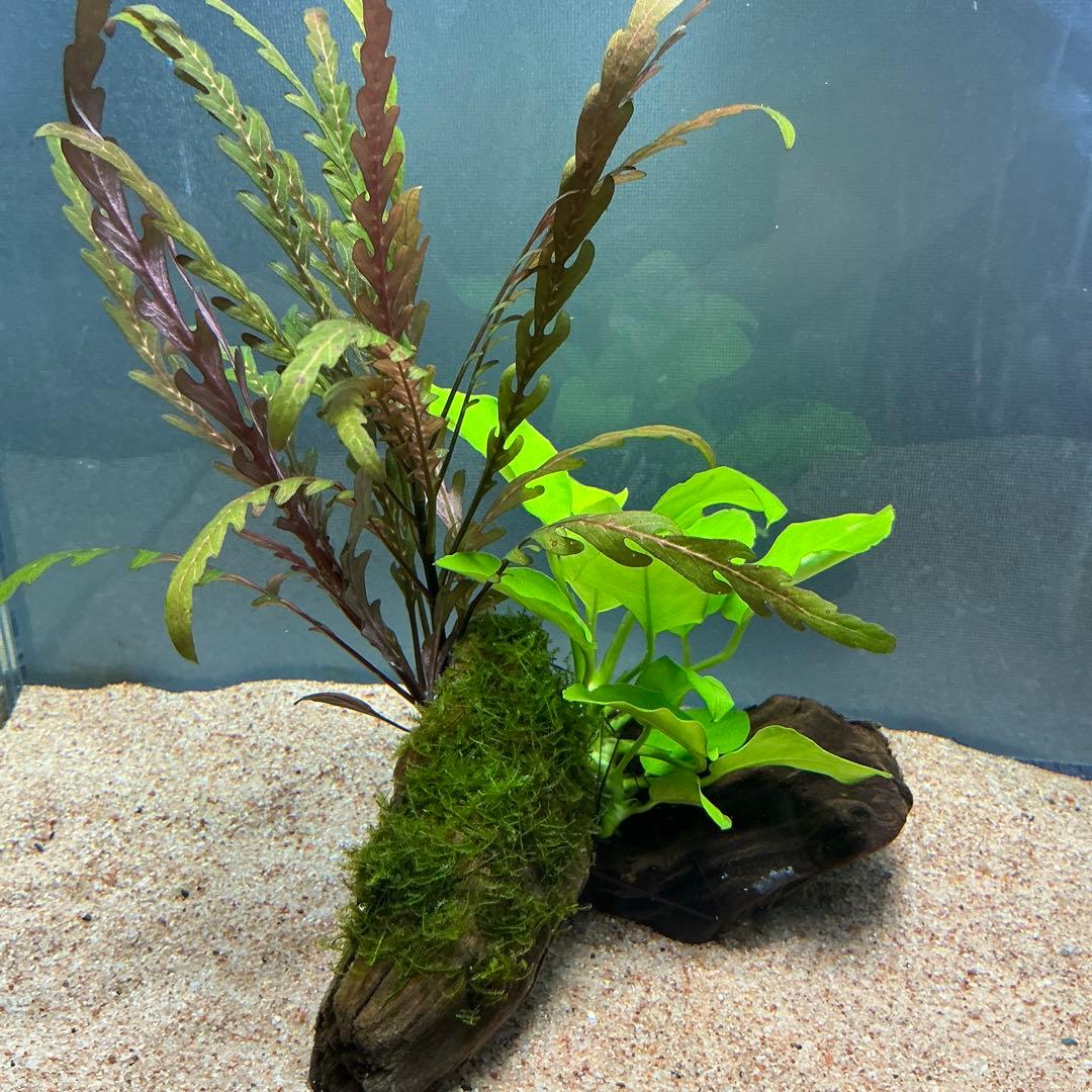 is.ikeda.0001様 リクエスト 2点 まとめ商品