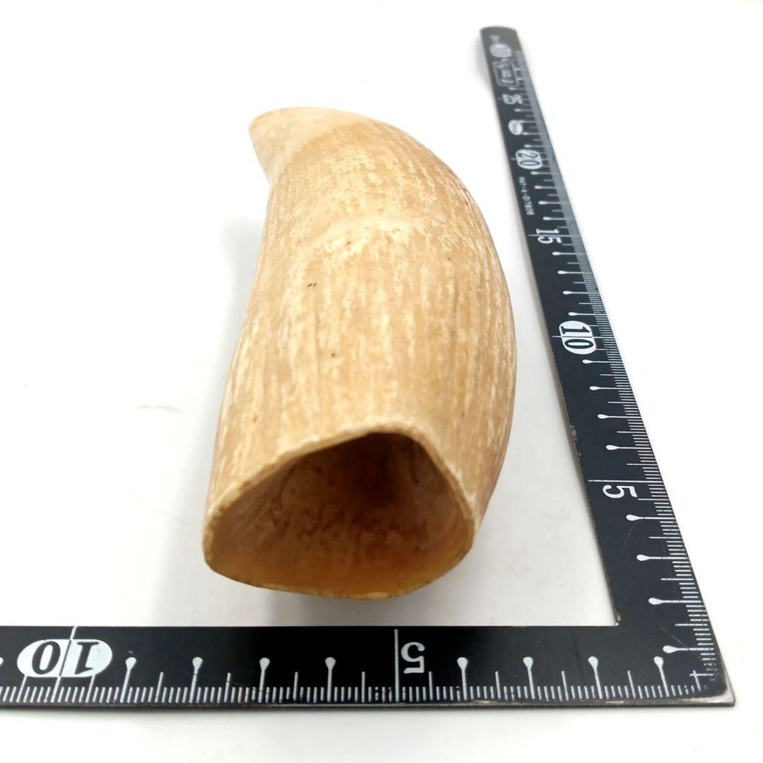 マッコウクジラ 歯 鯨歯 特大 422g 印材や工芸品の素材などに