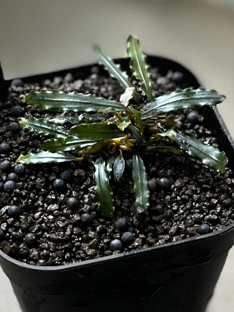 Bucephalandra sp. Sekadau Kayu lapis【LA】