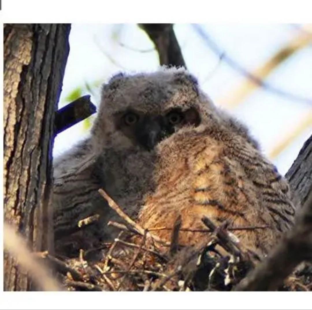 Canon EOSRシリーズ対応！望遠レンズ！これは凄い！袋付き！アダプター付き