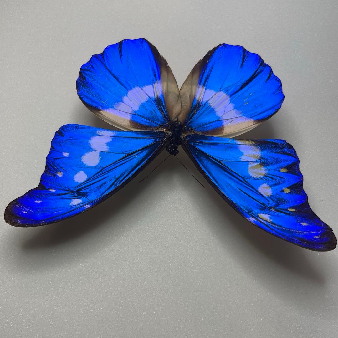 ヘレナモルフォ蝶標本