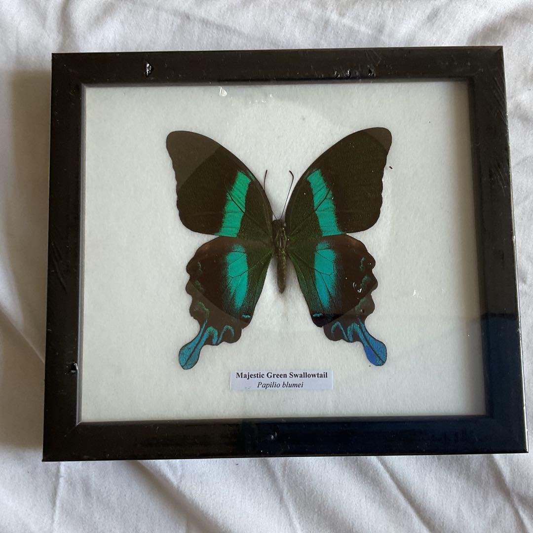 アゲハ蝶　ブルメイアゲハ　標本