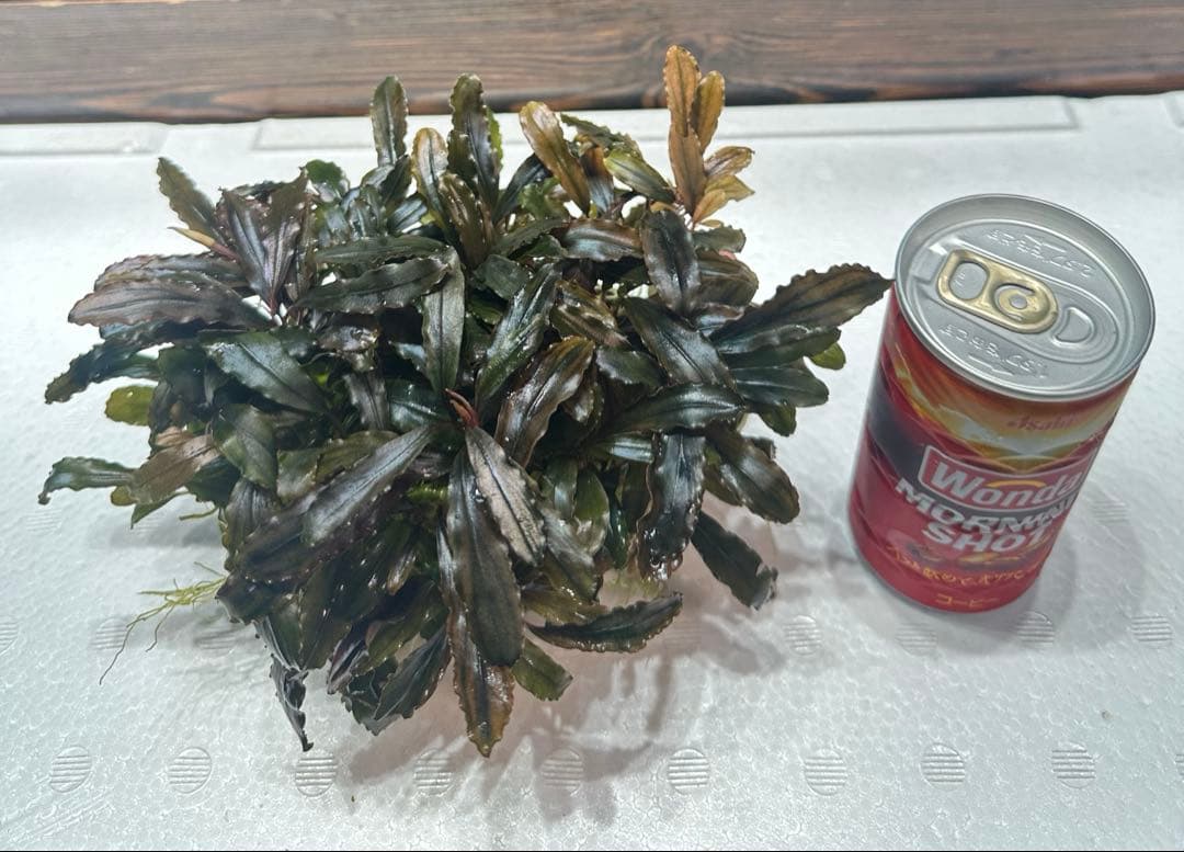 ブセファランドラ クアラクアヤン タイプ II 大株 石付き