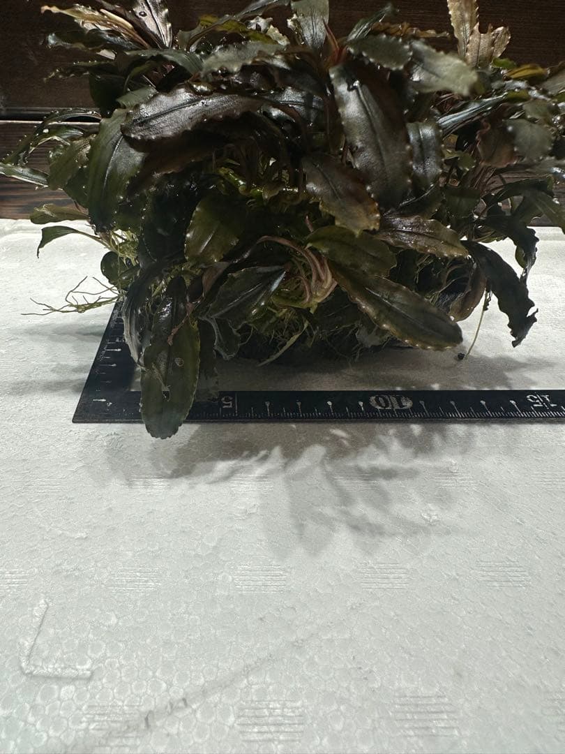 ブセファランドラ クアラクアヤン タイプ II 大株 石付き