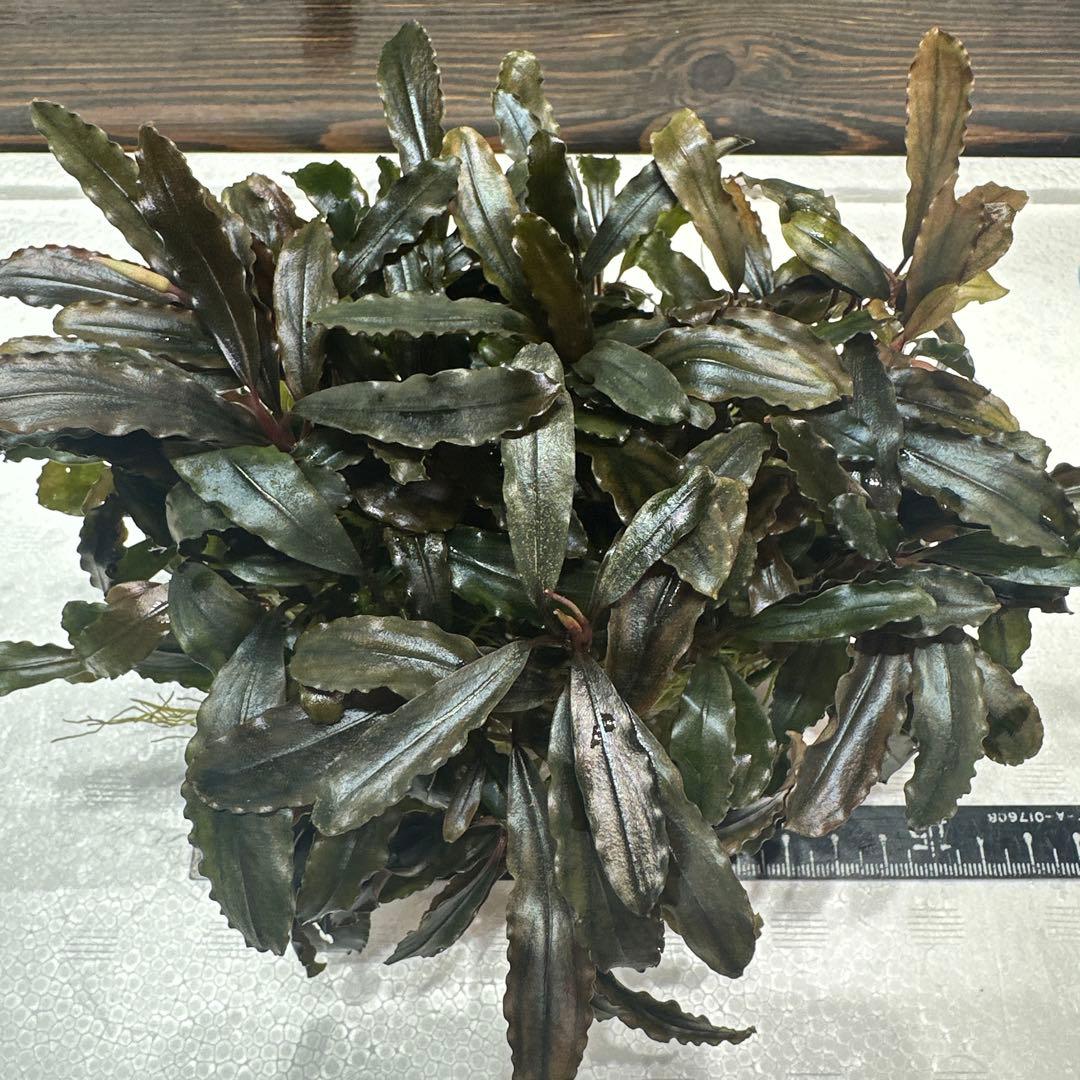 ブセファランドラ クアラクアヤン タイプ II 大株 石付き