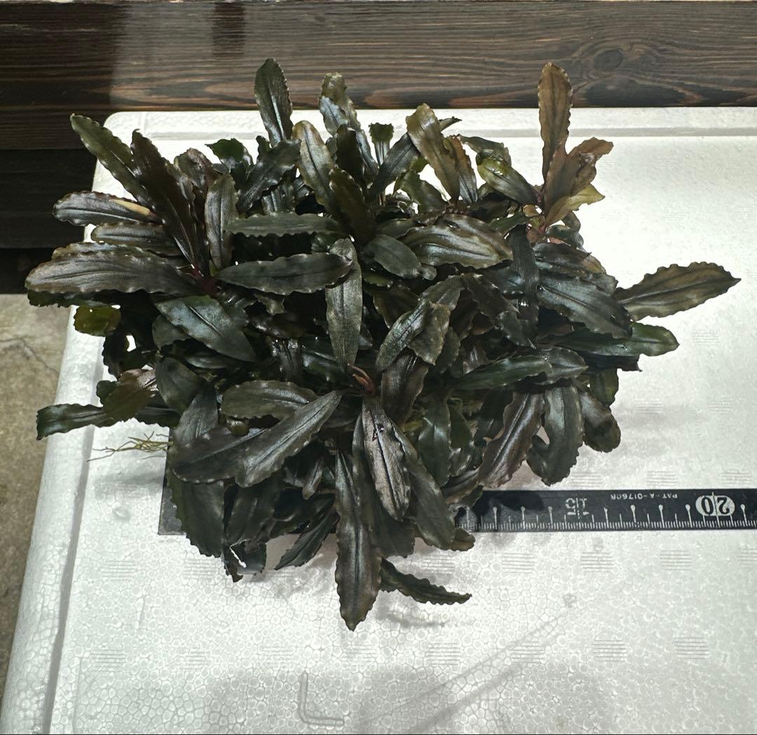 ブセファランドラ クアラクアヤン タイプ II 大株 石付き