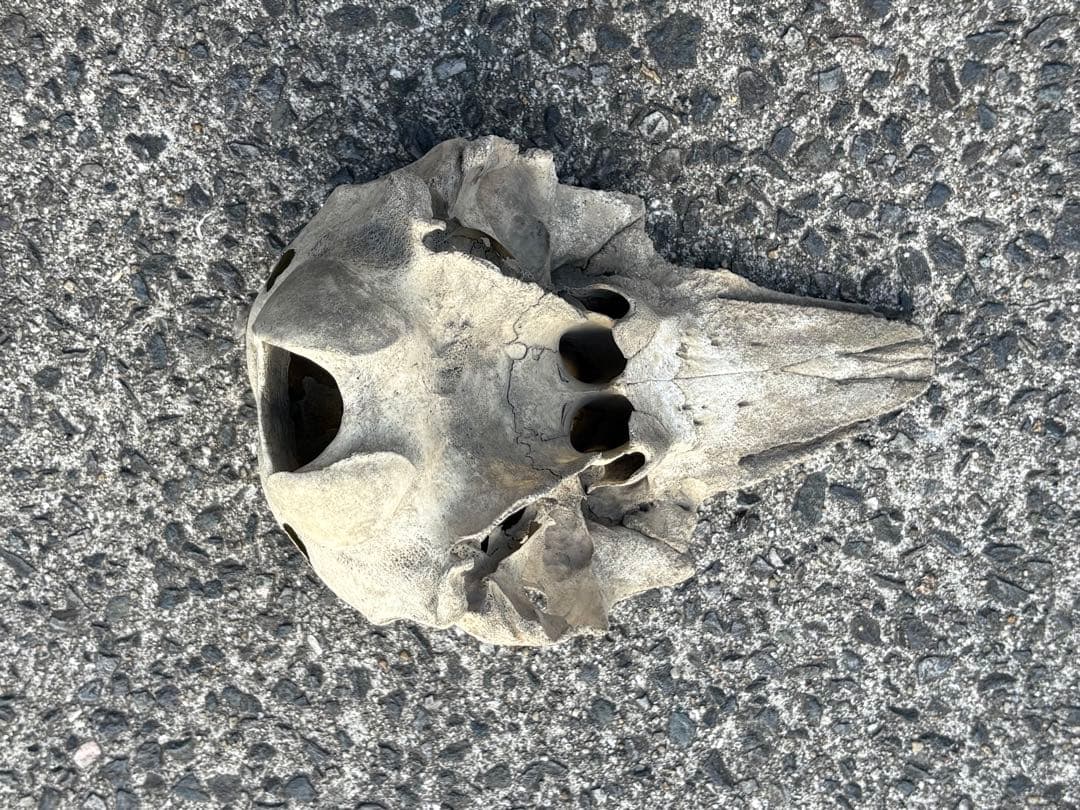 イルカの骨 セット