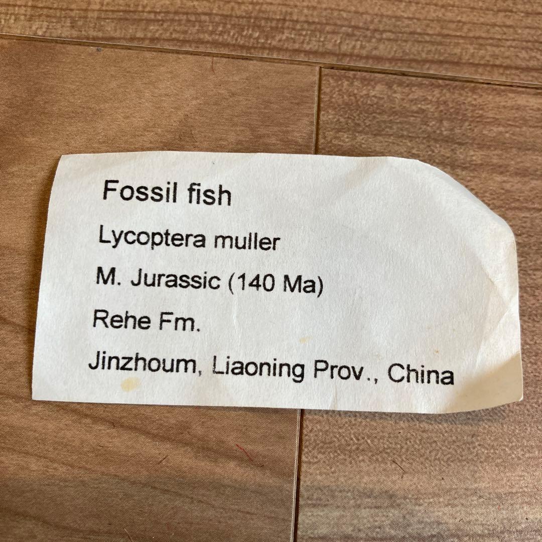 アンティーク　Fossil fish 魚の化石　標本