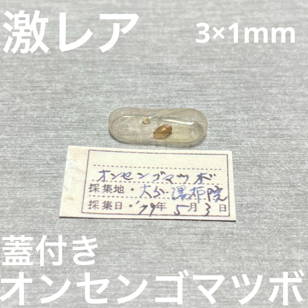 m*g様 ラスト1点　激レア　美品　大分県産　蓋付き　オンセンゴマツボ