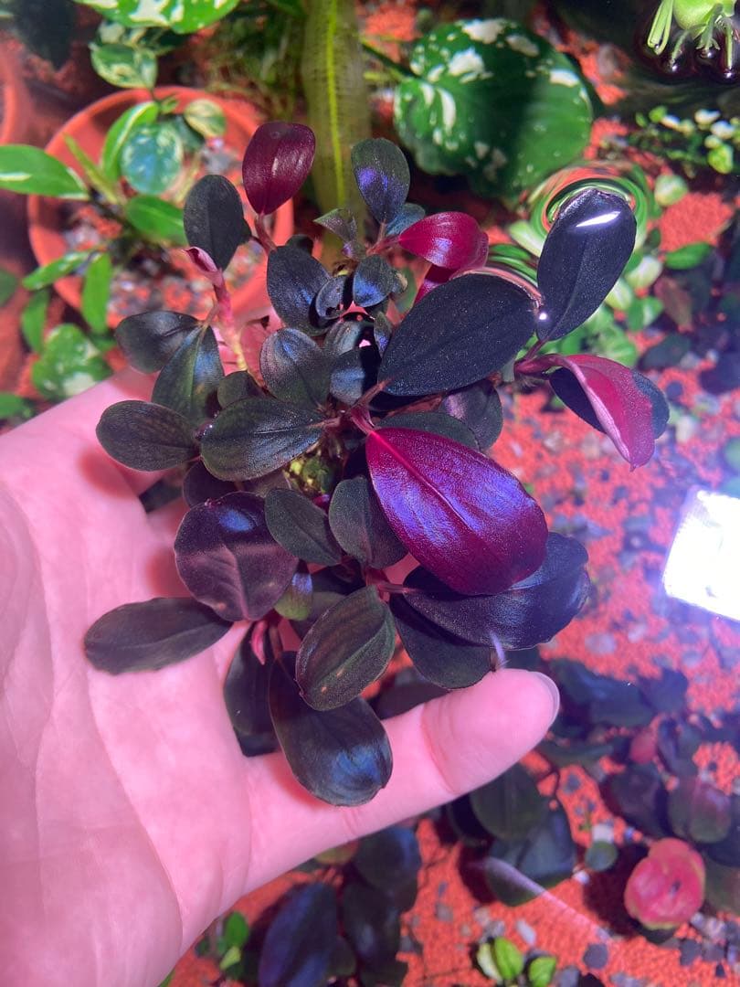 ブセファランドラ モンスターキング　大群生株