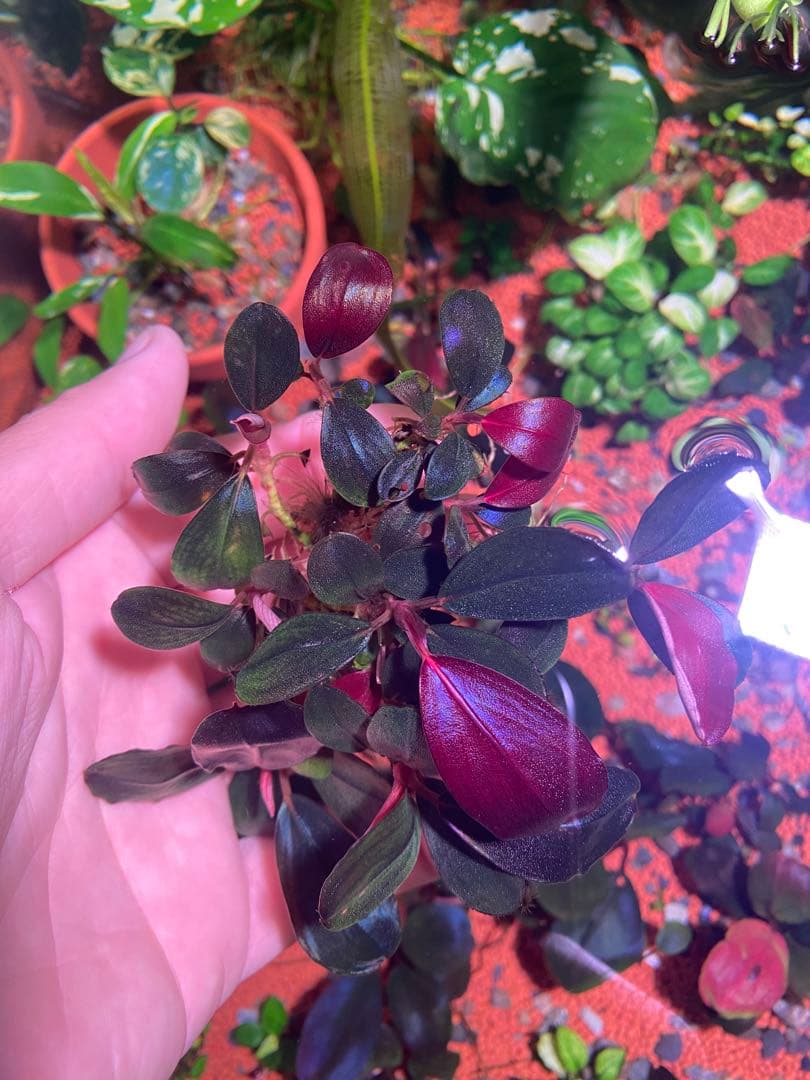 ブセファランドラ モンスターキング　大群生株