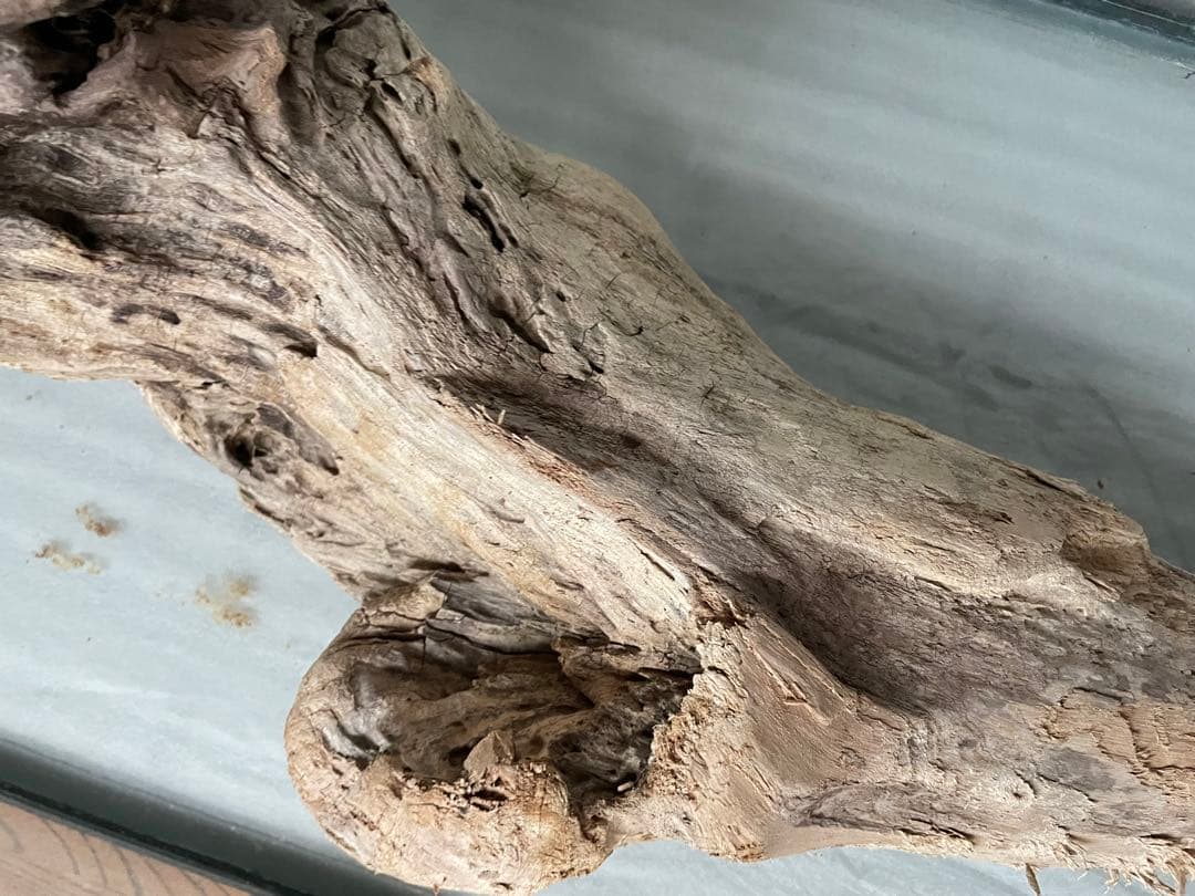 超大型　☆アクアリウム　生花　テラリウム 爬虫類　天然流木 ホーンウッド　⭐︎