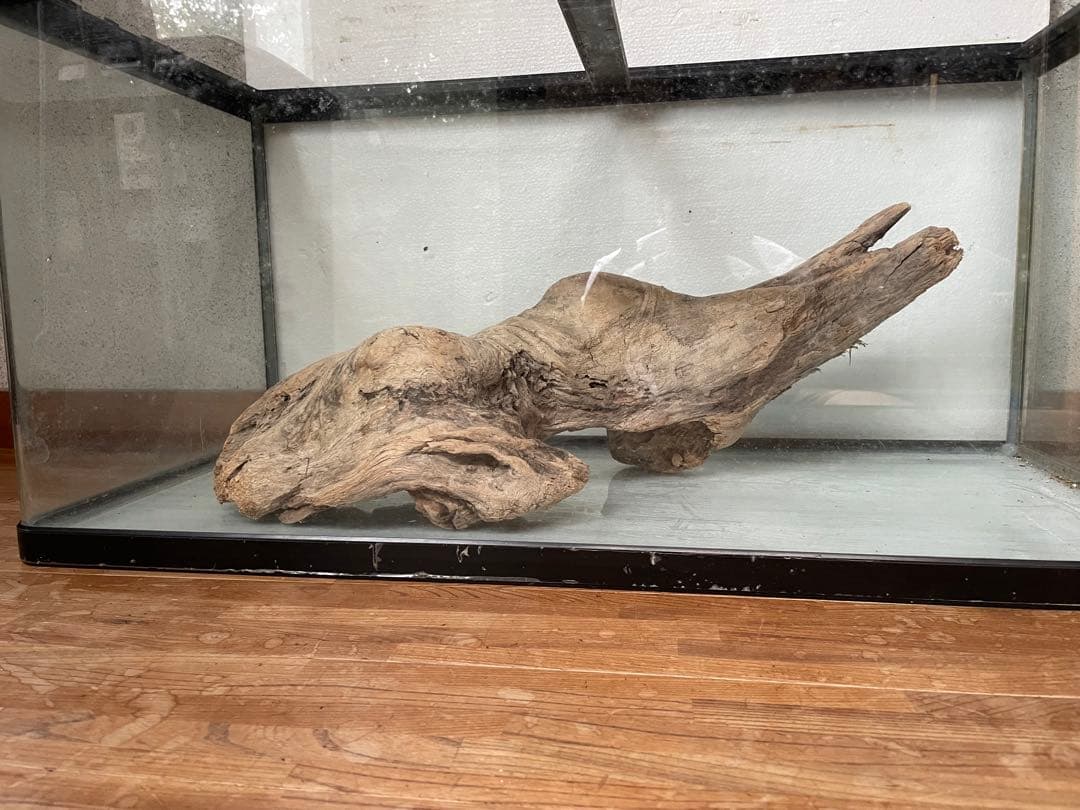 超大型　☆アクアリウム　生花　テラリウム 爬虫類　天然流木 ホーンウッド　⭐︎