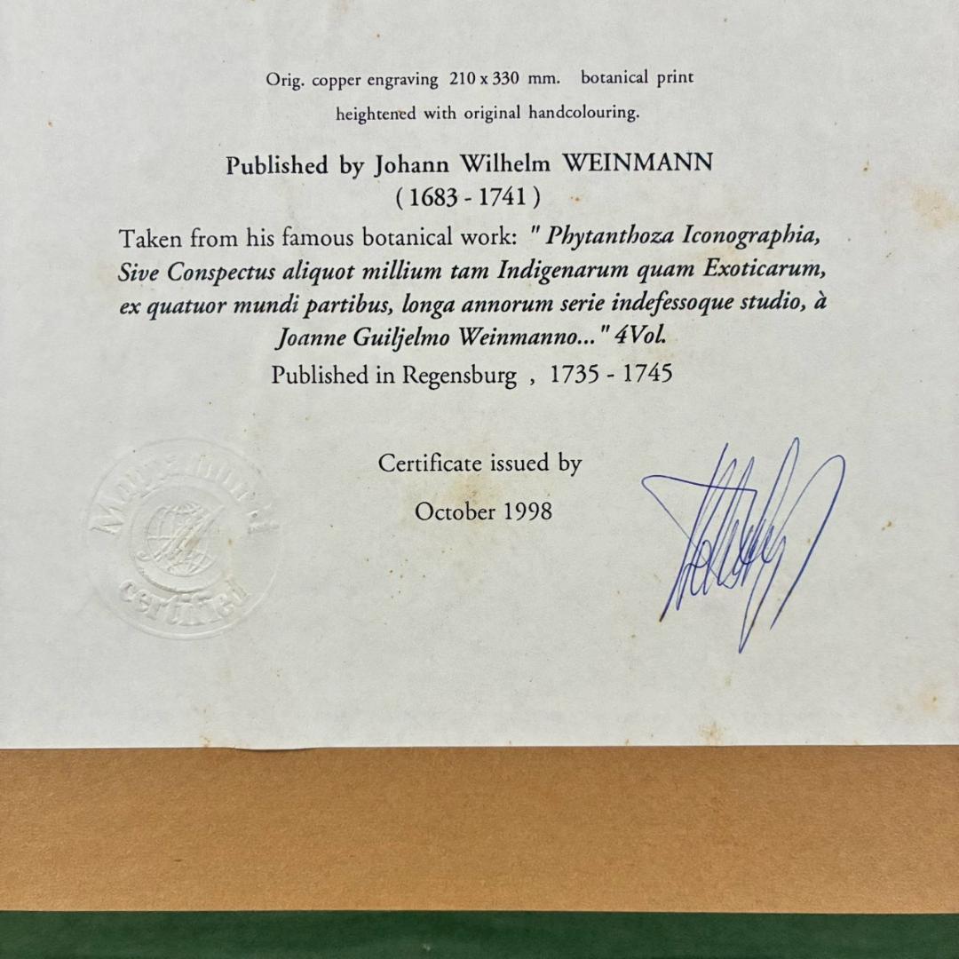 ヨハン・ヴァインマン「アザミ」銅版画+手彩色 作品保証書有 薬用植物図譜 ドイツ