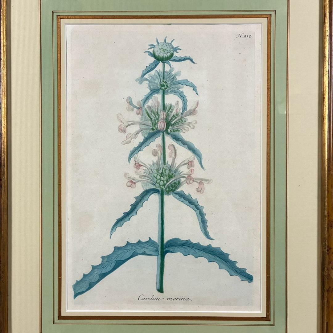 ヨハン・ヴァインマン「アザミ」銅版画+手彩色 作品保証書有 薬用植物図譜 ドイツ