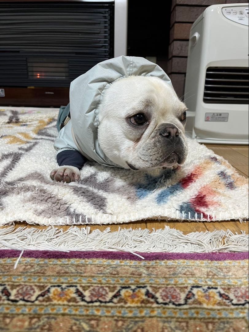 ALPHAICON スノードッグガード フレブルサイズ