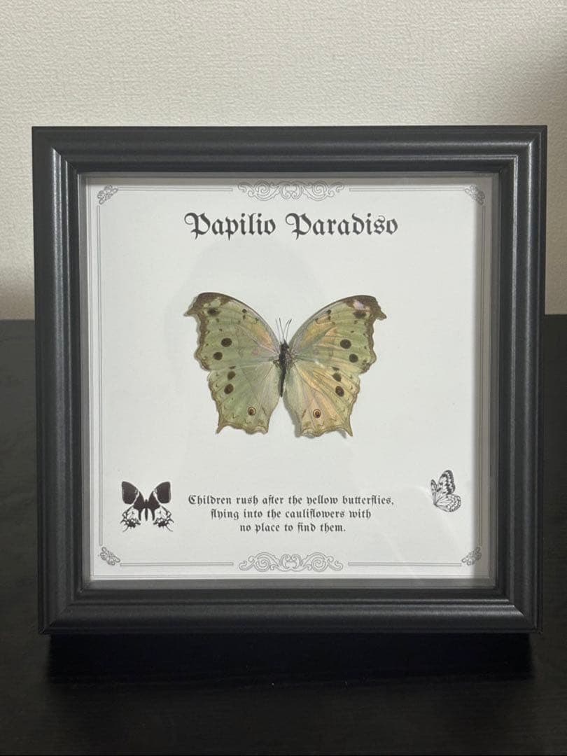 蝶の標本 2つセット　まとめ売り