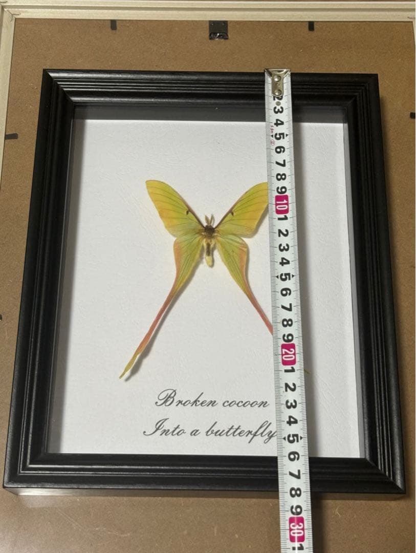 蝶の標本 2つセット　まとめ売り