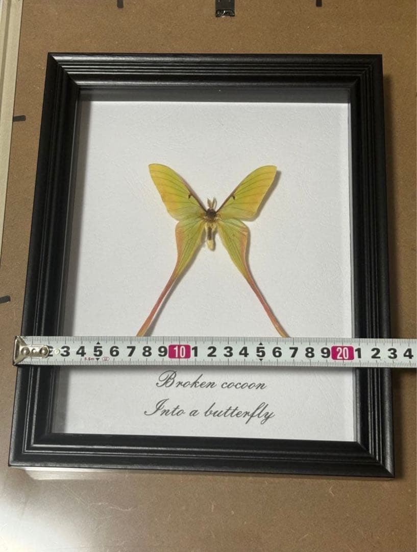 蝶の標本 2つセット　まとめ売り