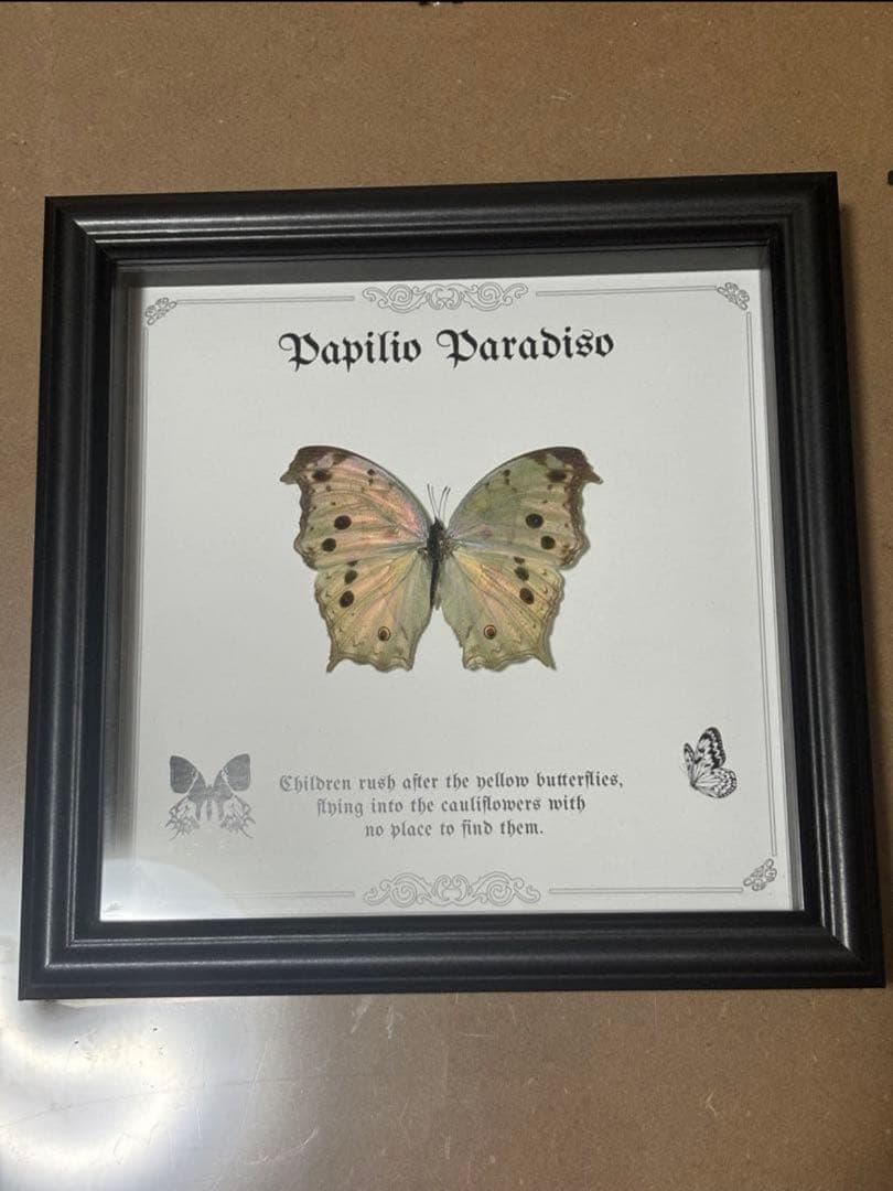 蝶の標本 2つセット　まとめ売り