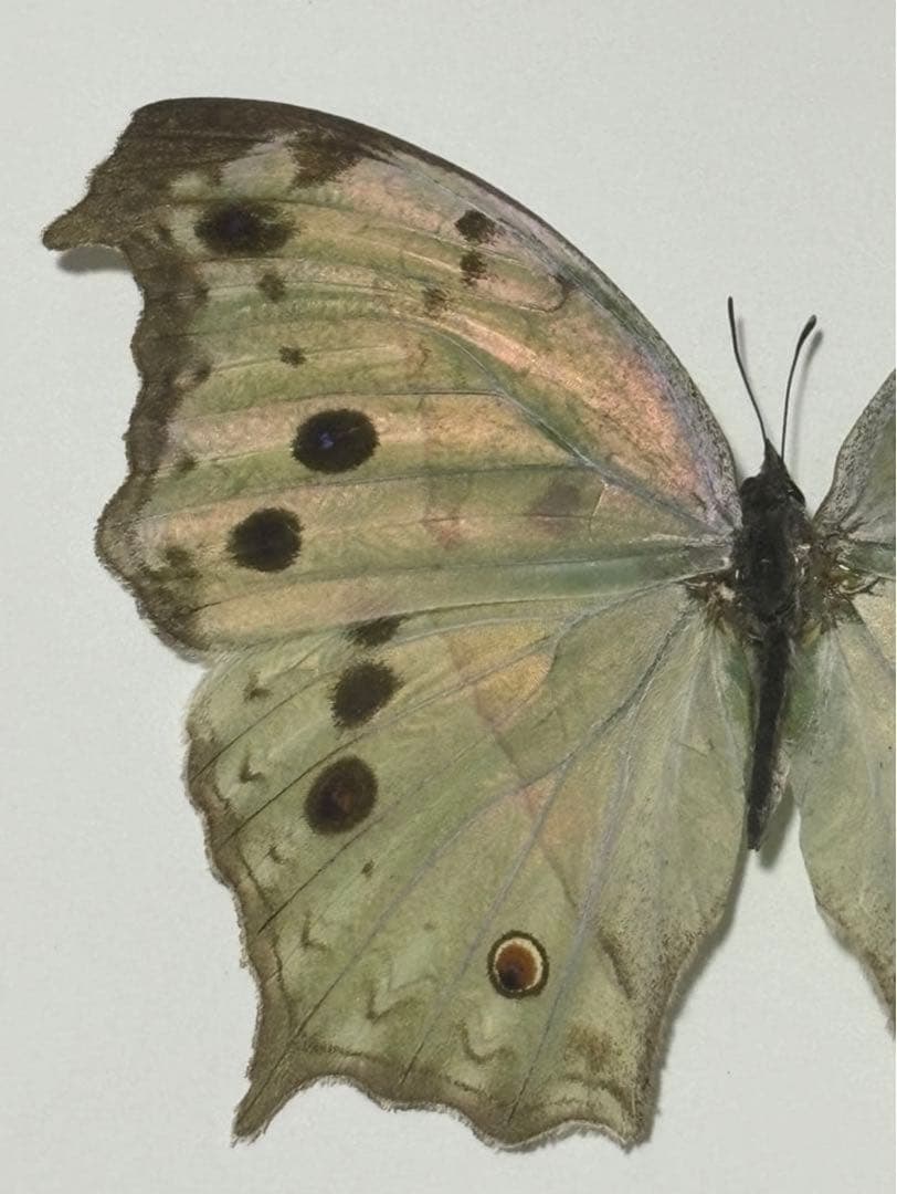 蝶の標本 2つセット　まとめ売り