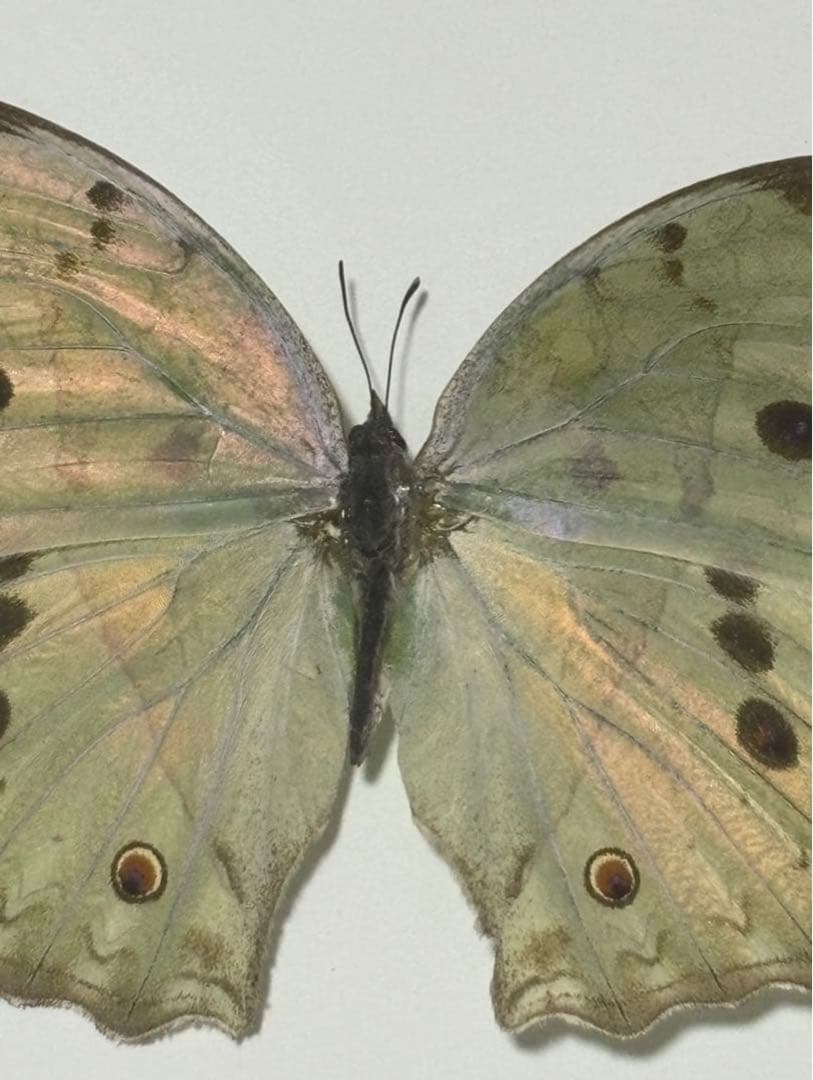 蝶の標本 2つセット　まとめ売り