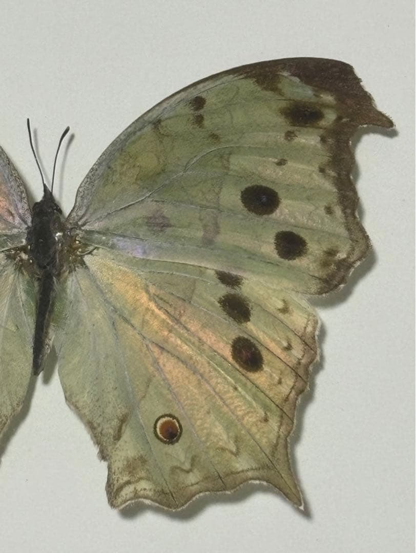 蝶の標本 2つセット　まとめ売り