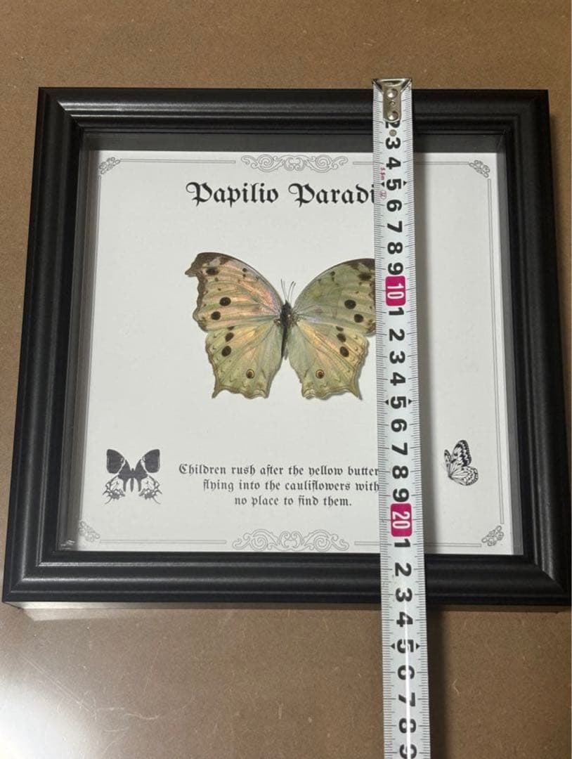 蝶の標本 2つセット　まとめ売り