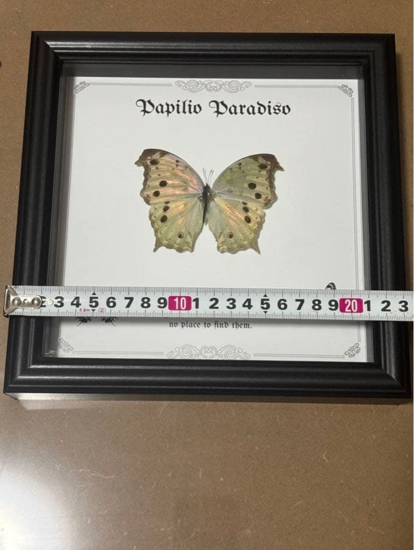 蝶の標本 2つセット　まとめ売り
