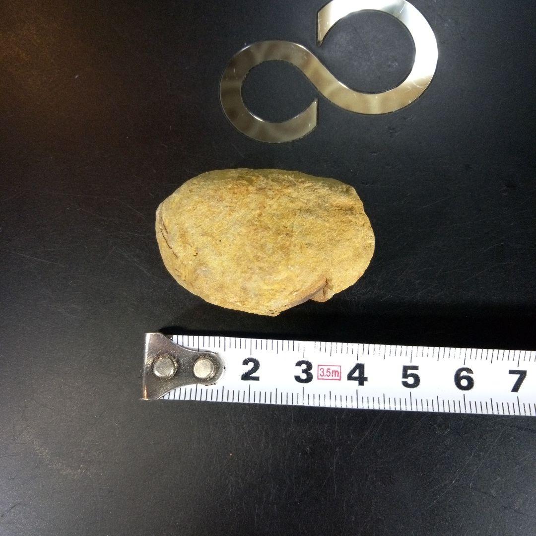 三葉虫　化石　ボリビア産　南アメリカ　trilobite　南米産fossil④