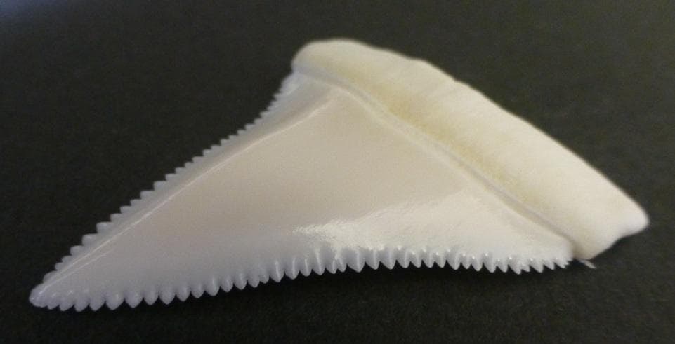 ホホジロザメ（Carcharodon carcharias）の歯45.6ｍm