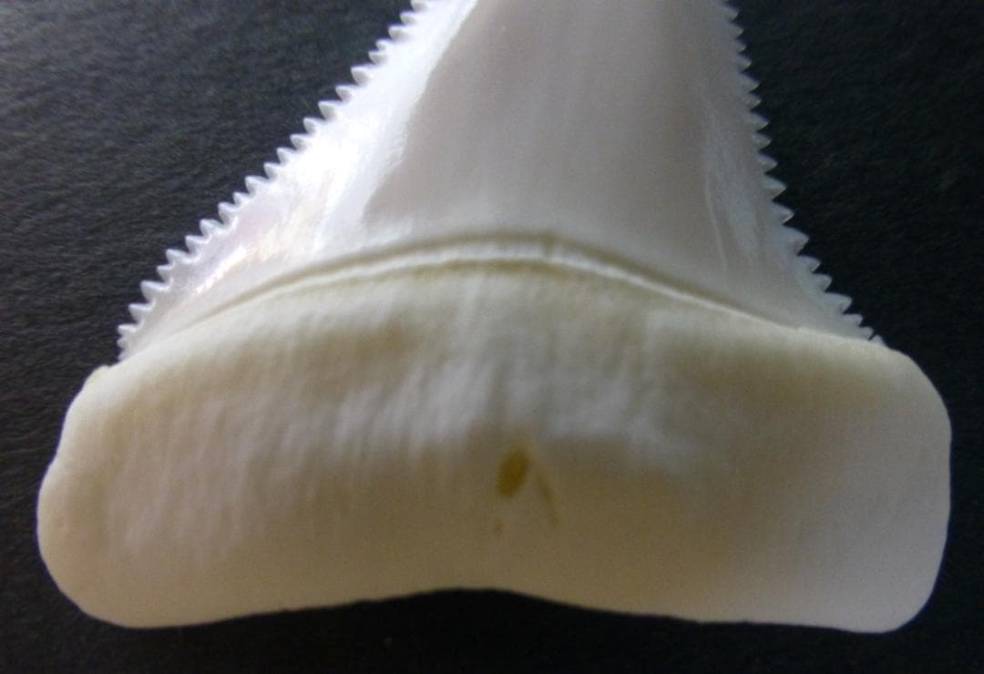 ホホジロザメ（Carcharodon carcharias）の歯45.6ｍm