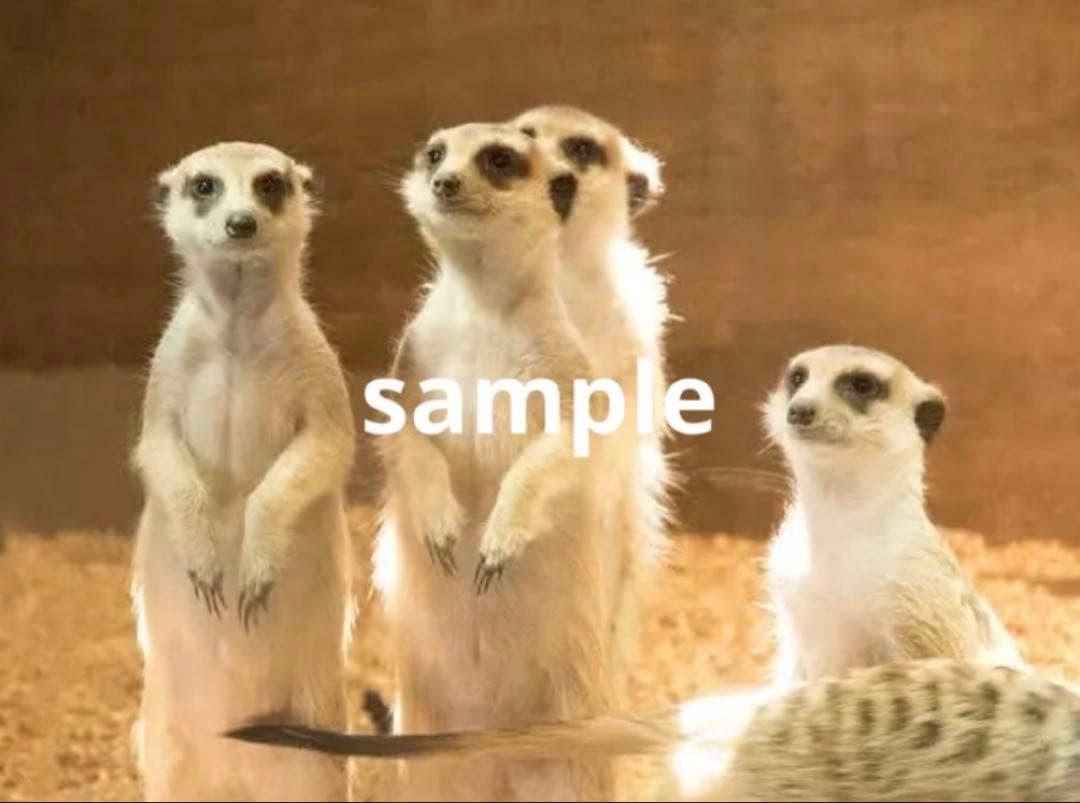 絶版希少オークション！！psa10 直立　ピカチュウ　イーブイヒーロー