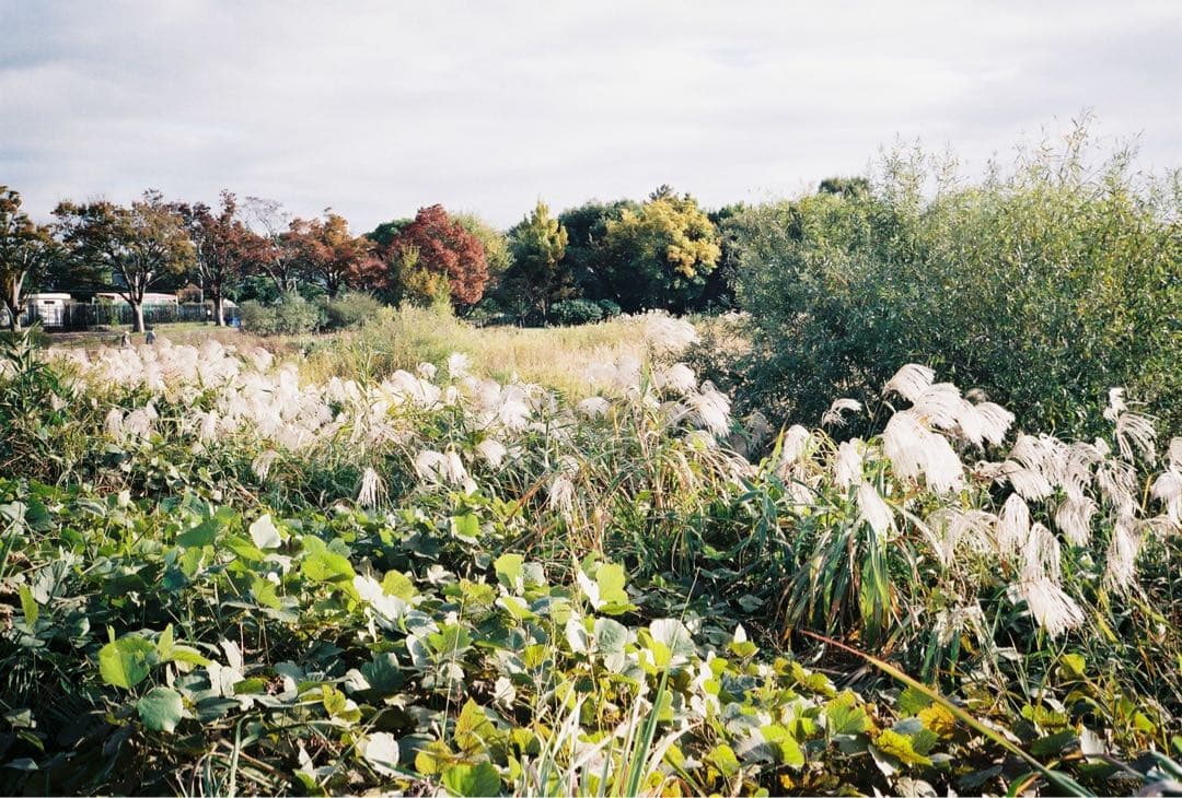 美品完動品 CONTAX コンタックス T2 作例あり