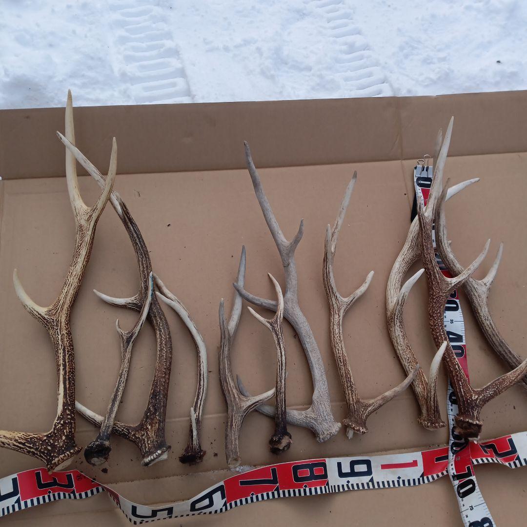 鹿の角 犬のおもちゃ、工芸品などにどうぞ ３６番