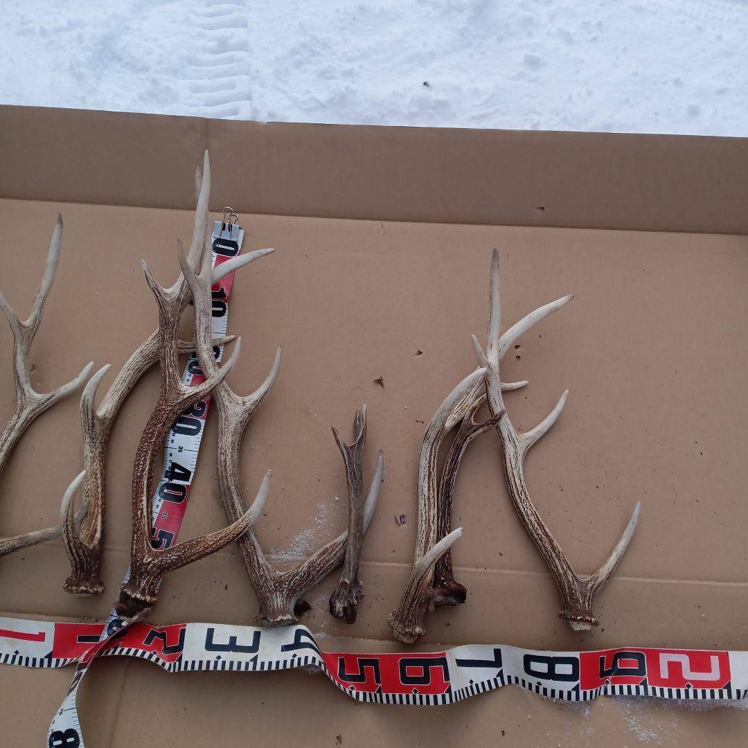 鹿の角 犬のおもちゃ、工芸品などにどうぞ ３６番