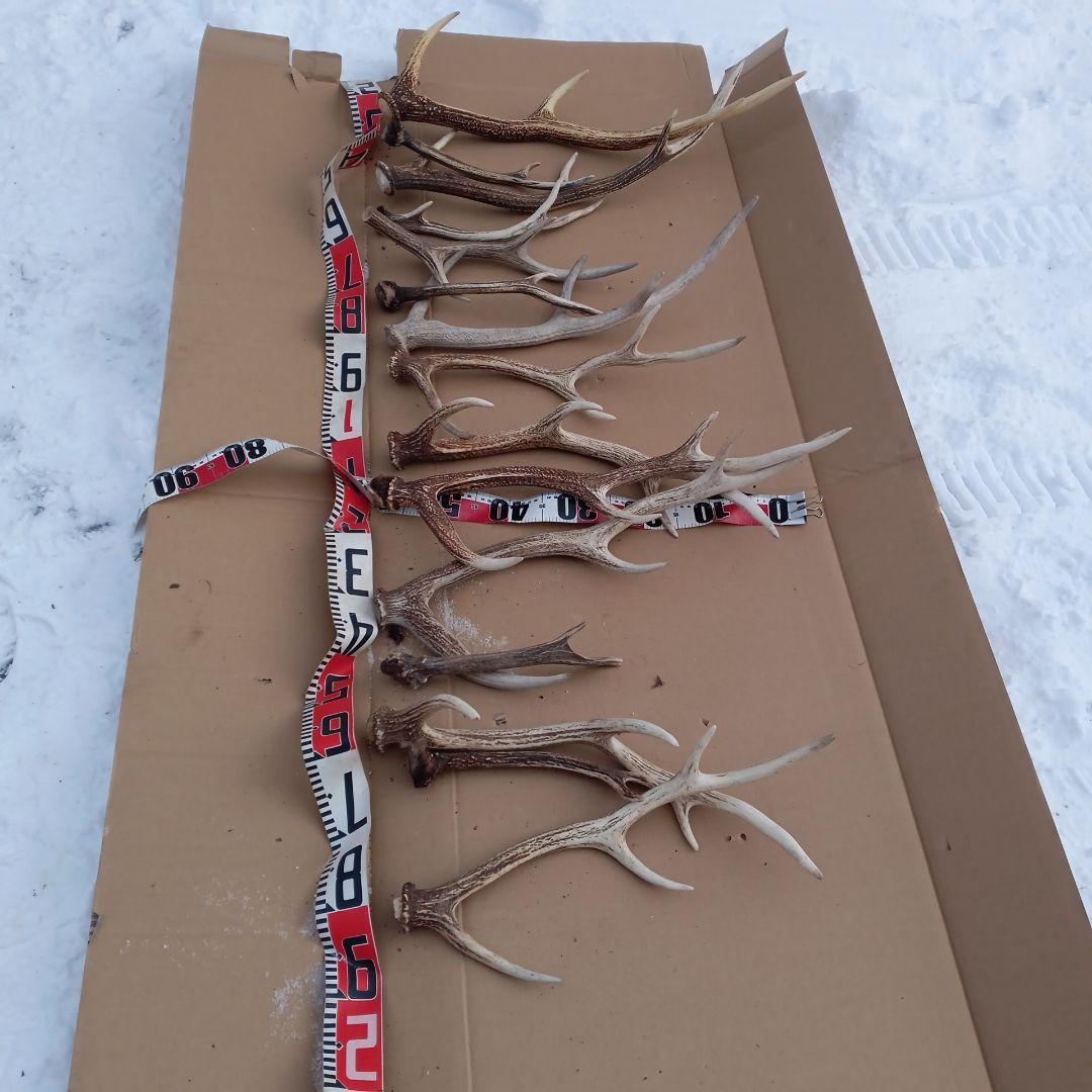 鹿の角 犬のおもちゃ、工芸品などにどうぞ ３６番