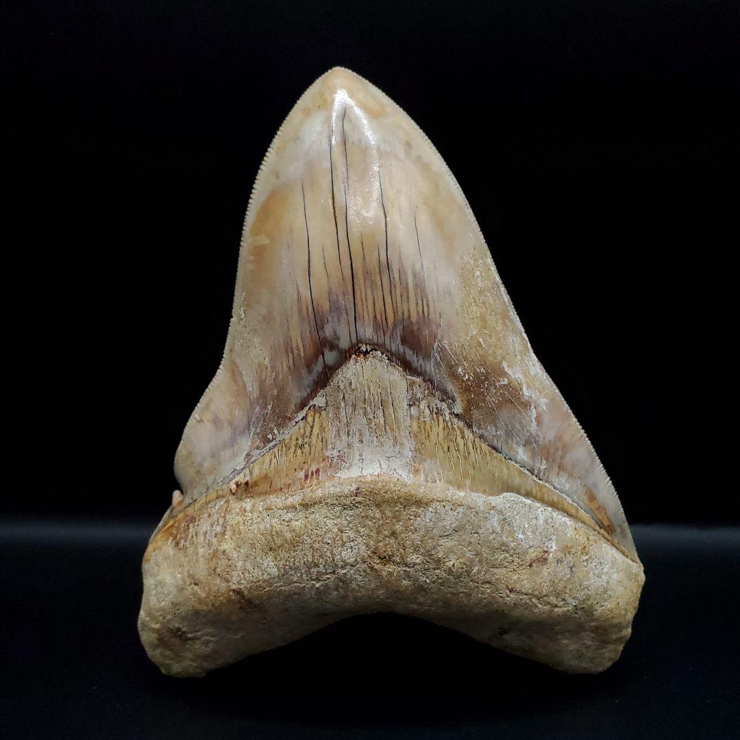 極上 メガロドン 歯 化石 本物 インドネシア 117.42mm mg6