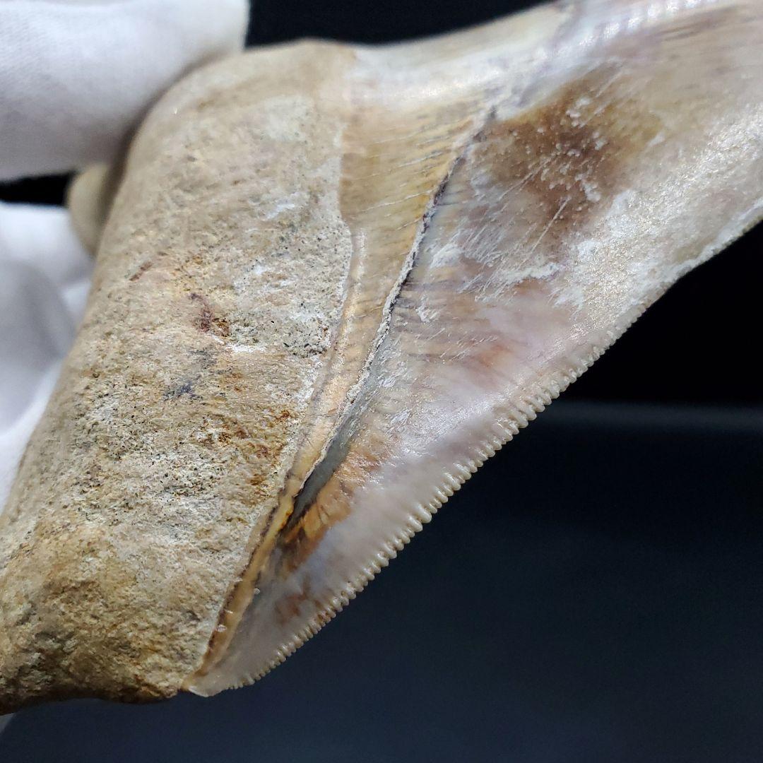 極上 メガロドン 歯 化石 本物 インドネシア 117.42mm mg6