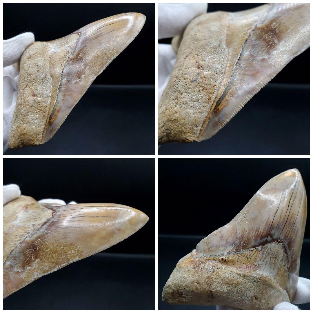 極上 メガロドン 歯 化石 本物 インドネシア 117.42mm mg6