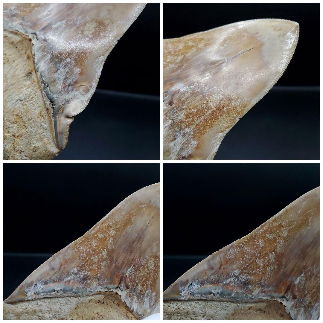 極上 メガロドン 歯 化石 本物 インドネシア 117.42mm mg6